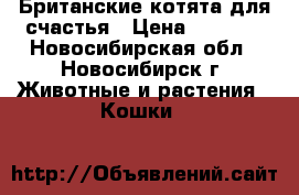 Британские котята для счастья › Цена ­ 4 000 - Новосибирская обл., Новосибирск г. Животные и растения » Кошки   